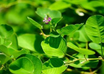 7 loại thảo dược hỗ trợ điều trị sỏi mật