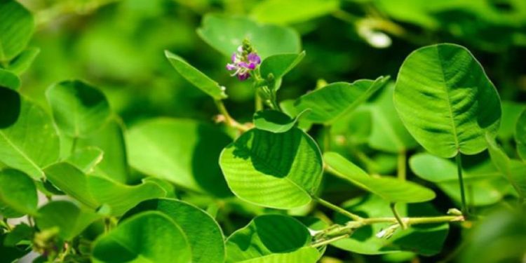 7 loại thảo dược hỗ trợ điều trị sỏi mật