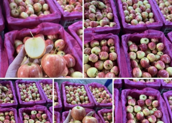 Bất ngờ táo cherry được rao bán với giá rẻ hơn mớ rau muống, nguồn gốc ở đâu?