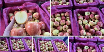 Bất ngờ táo cherry được rao bán với giá rẻ hơn mớ rau muống, nguồn gốc ở đâu?