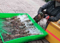 Thận trọng khi mua tôm hùm giá siêu rẻ bán vỉa hè
