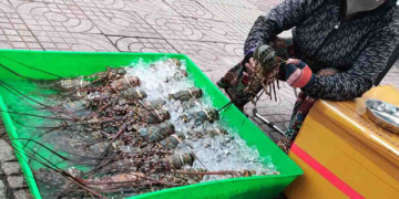 Thận trọng khi mua tôm hùm giá siêu rẻ bán vỉa hè