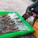 Thận trọng khi mua tôm hùm giá siêu rẻ bán vỉa hè