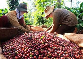 Nửa đầu năm 2022 xuất khẩu cà phê sang EU tăng kỷ lục nhờ EVFTA