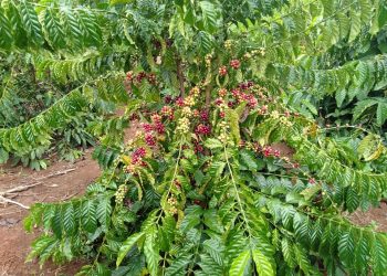 Xuất khẩu cà phê thu về hơn 2,3 tỷ USD