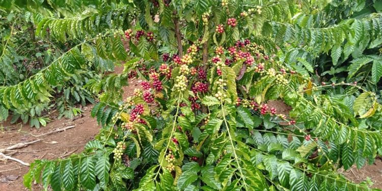 Xuất khẩu cà phê thu về hơn 2,3 tỷ USD