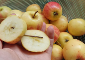 Táo mini Trung Quốc giá rẻ khó tin