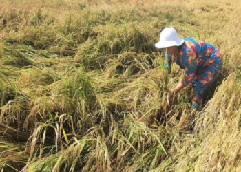 Máy gặt thiếu dầu, nông dân thiệt hại vì lúa chín rục