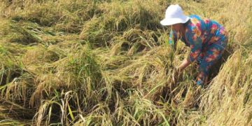 Máy gặt thiếu dầu, nông dân thiệt hại vì lúa chín rục