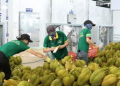 Xuất khẩu 33 tấn sầu riêng qua cửa khẩu Kim Thành