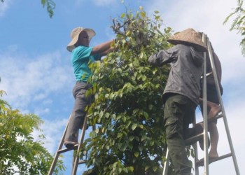 Giá tiêu ngày 12/10: Đi ngang hay quay đầu giảm?