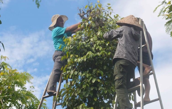 Giá tiêu ngày 12/10: Đi ngang hay quay đầu giảm?