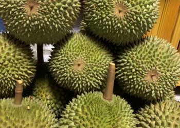 Giá sầu riêng “lao dốc”, thương lái “méo” mặt, bỏ cọc hàng trăm triệu đồng