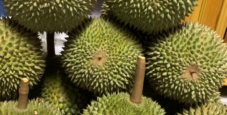 Giá sầu riêng “lao dốc”, thương lái “méo” mặt, bỏ cọc hàng trăm triệu đồng