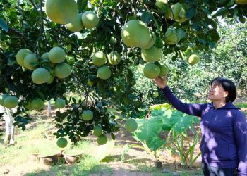 Đưa Hà Nội trở thành vùng phát triển bưởi trọng điểm của cả nước