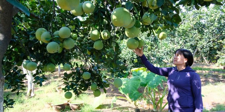 Đưa Hà Nội trở thành vùng phát triển bưởi trọng điểm của cả nước