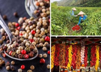 Giá tiêu hôm nay 15/3: Tăng trở lại ở Tây Nguyên nhờ xuất khẩu