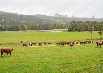 Tasmania nơi sản sinh ra những dòng sữa non tinh túy VitaDairy Colos Fresh Milk
