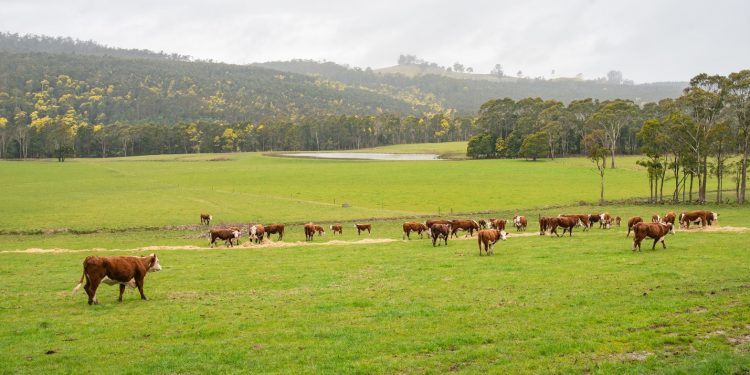 Tasmania nơi sản sinh ra những dòng sữa non tinh túy VitaDairy Colos Fresh Milk