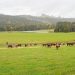 Tasmania nơi sản sinh ra những dòng sữa non tinh túy VitaDairy Colos Fresh Milk