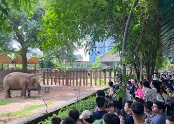 Mừng thọ ‘lão bà’ voi Chuông ở Thảo Cầm Viên Sài Gòn