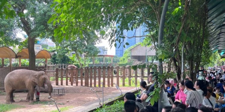 Mừng thọ ‘lão bà’ voi Chuông ở Thảo Cầm Viên Sài Gòn