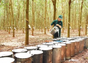 Ngành cao su Việt Nam  tăng trưởng mạnh mẽ khẳng định vị thế trong chuỗi cung ứng toàn cầu