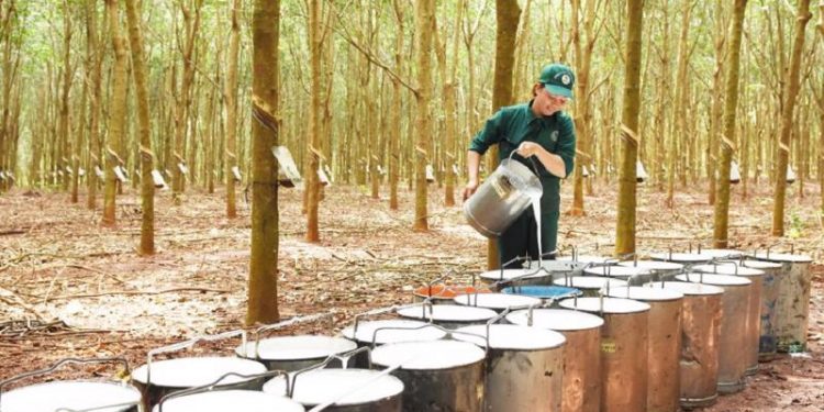 Ngành cao su Việt Nam tăng trưởng mạnh mẽ khẳng định vị thế trong chuỗi cung ứng toàn cầu