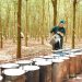 Ngành cao su Việt Nam  tăng trưởng mạnh mẽ khẳng định vị thế trong chuỗi cung ứng toàn cầu