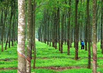 Chuỗi cung cao su tiểu điền phát triển bền vững ngành cao su Việt Nam trong tương lai