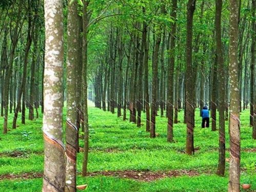 Chuỗi cung cao su tiểu điền phát triển bền vững ngành cao su Việt Nam trong tương lai