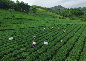 Làn gió mới cho vùng chè Thái Nguyên