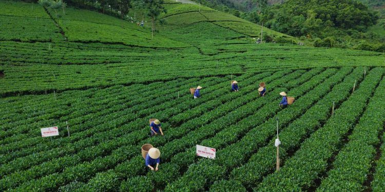 Làn gió mới cho vùng chè Thái Nguyên